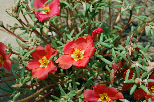 <p>Rose Moss, Moss Rose (Portulacaceae)</p>