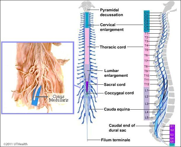 <p>Contains Nerves to Lower Limbs</p>