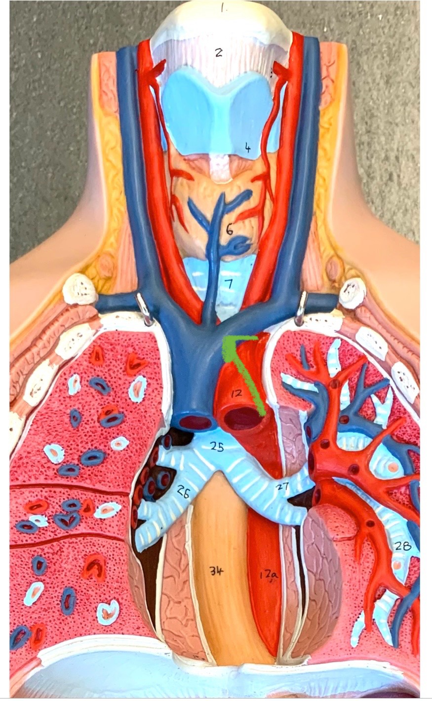 knowt flashcard image