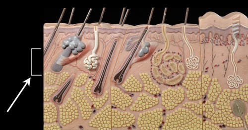 <p>Deep layer of the dermis; dense irregular connective tissue</p>