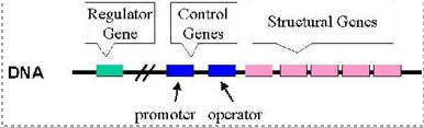 <p>coding regions</p><p>premoter / start site (tataa box)</p><p>operator ( dna region that determins if trancription hapens) repressor will bind there to block rna polymerase form recognizing the tataa box</p>