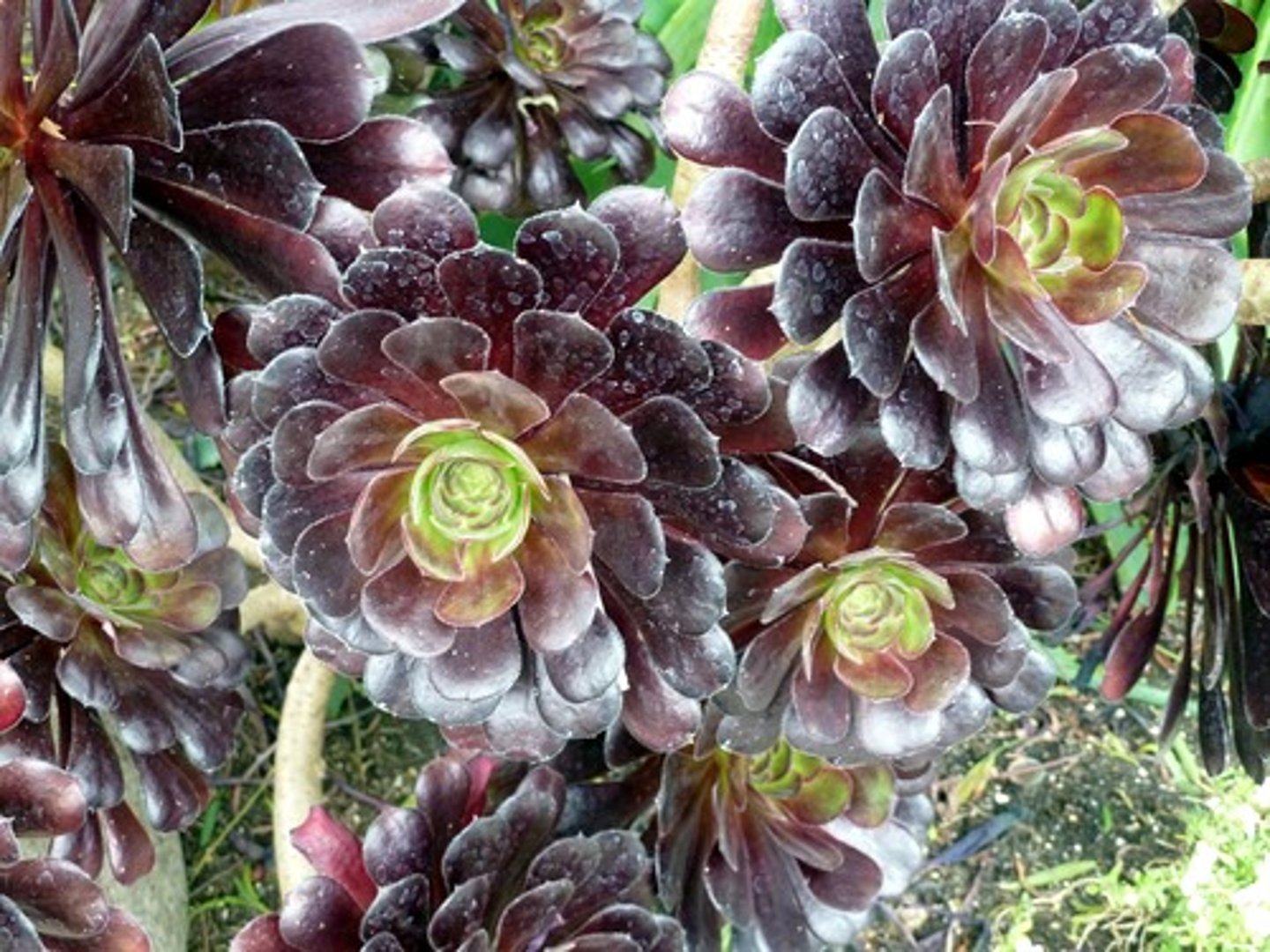 <p>tree aeonium</p>