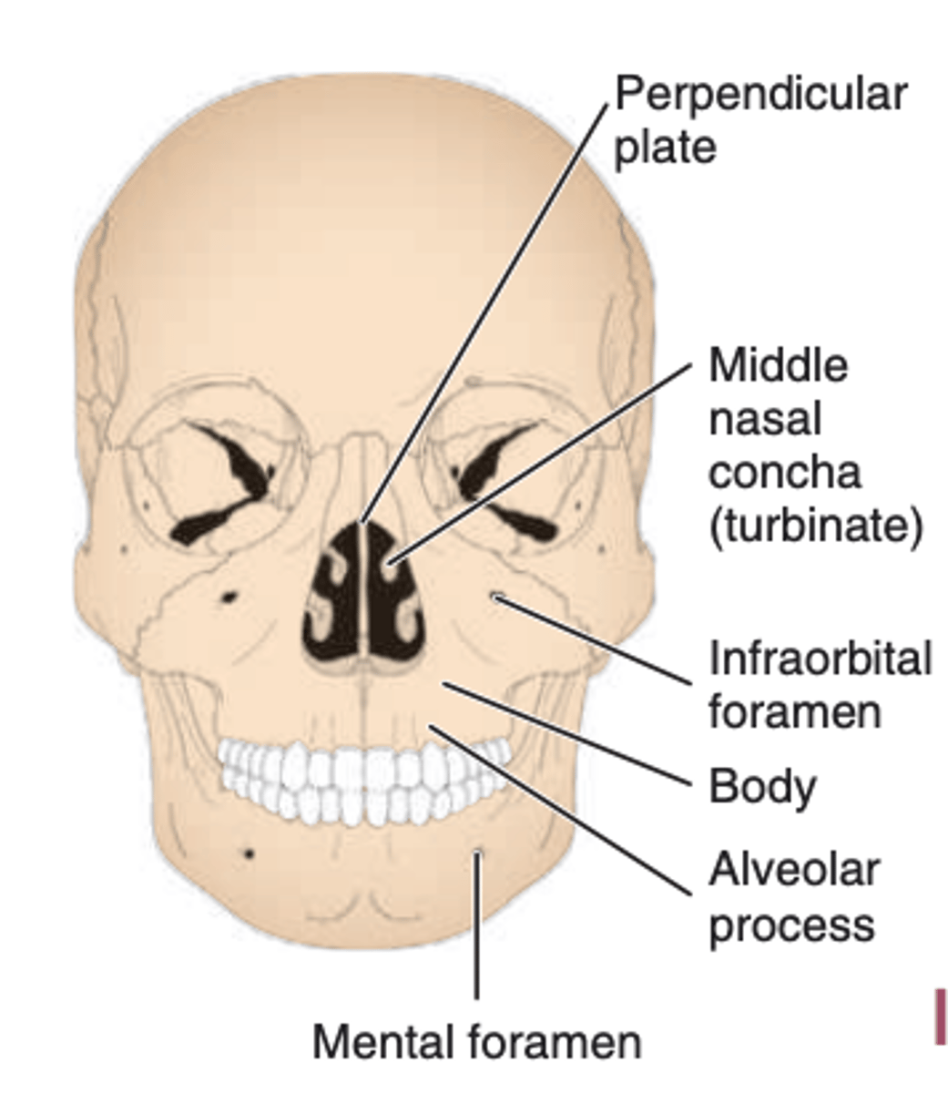 <p>-pyramidal in shape</p><p>-contains a large air sinus called the MAXILLARY SINUS</p>