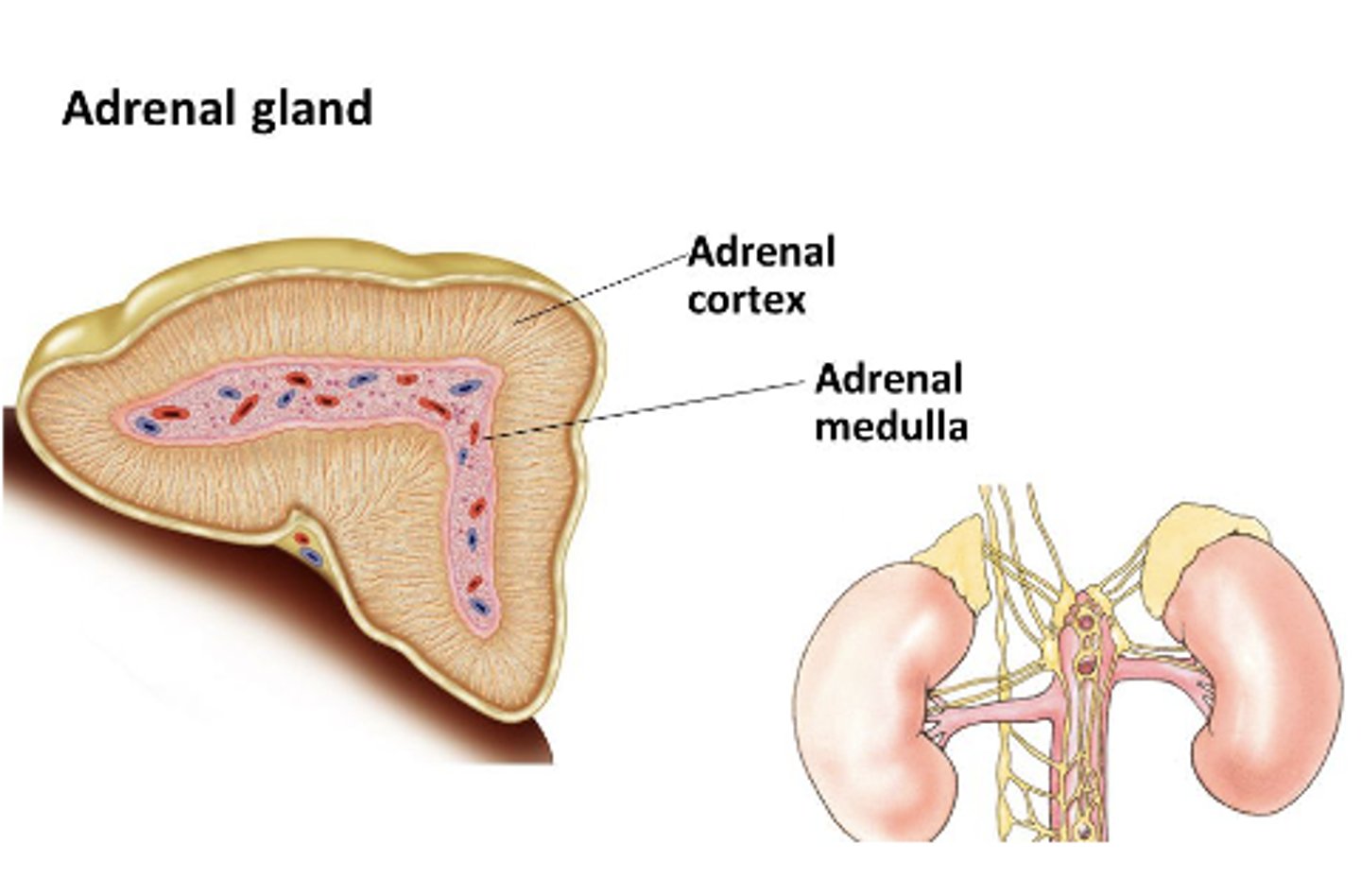 <p>How is the parenchyma of the adrenal glands organized?</p>