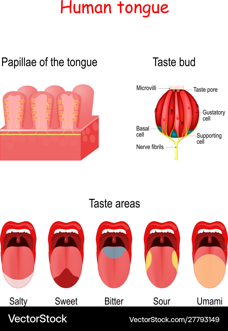 <p>taste buds</p>