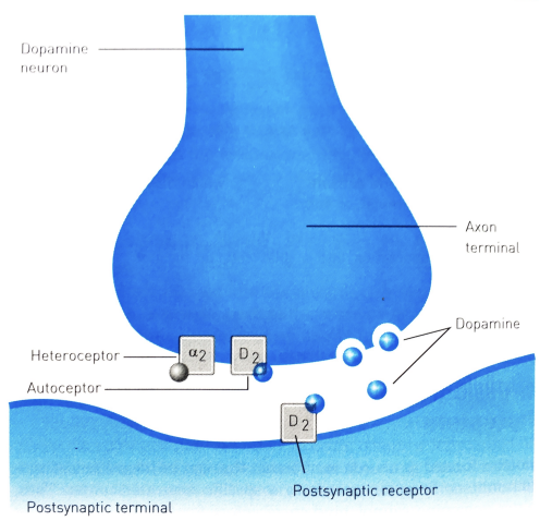 <ul><li><p>autoreceptors</p></li><li><p>heteroreceptors</p></li><li><p>both influence how many nts are released</p></li></ul><p></p>