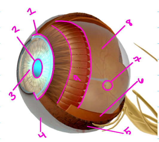 <p>Identify 8</p>