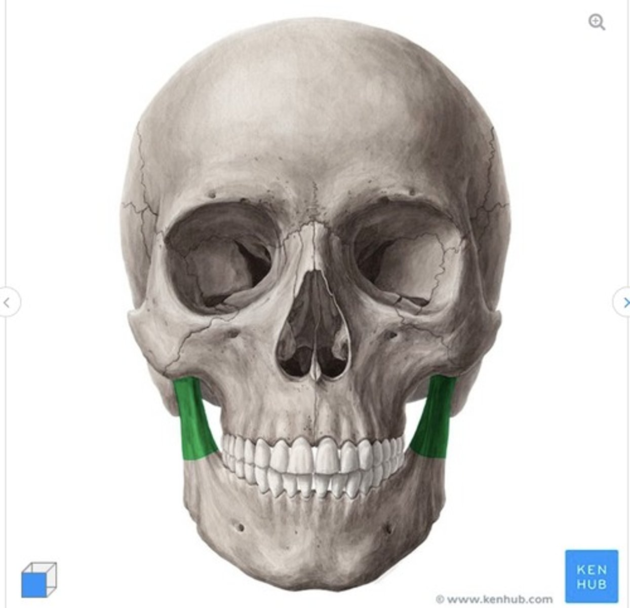 <p>what is this called and what bone is it on?</p>