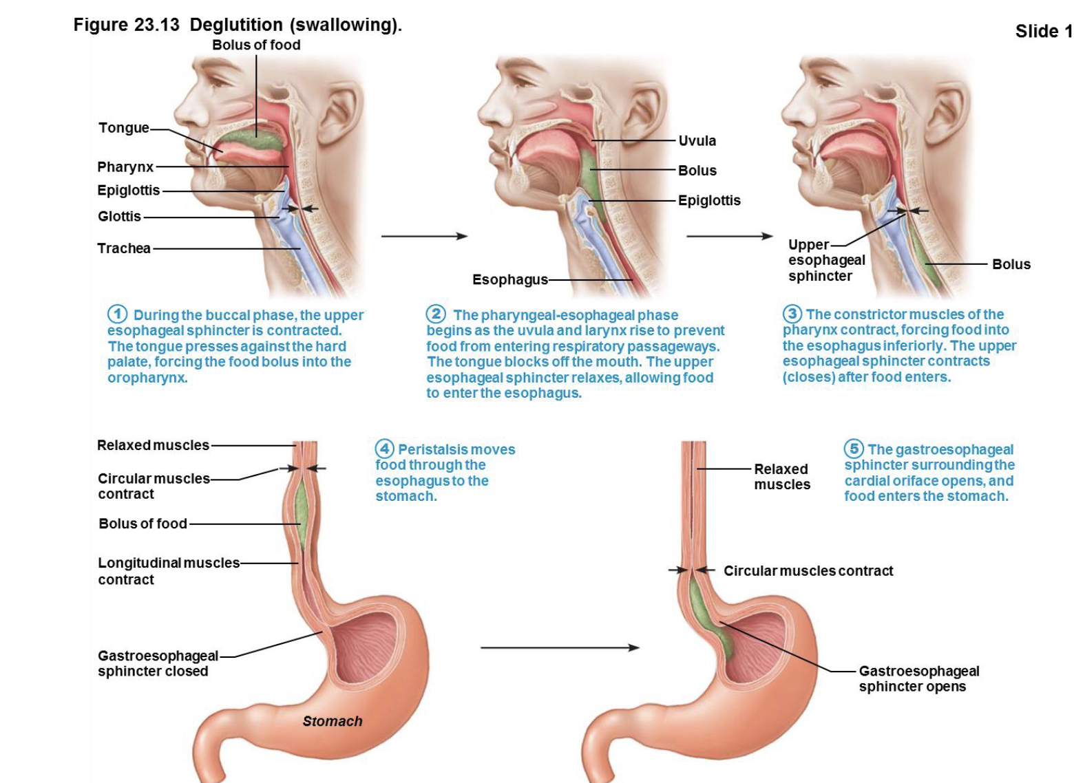 <ul><li><p><strong>Mouth:</strong> You <u>chew food into a bolus</u> and <u>use your tongue to push it to the back of your throat.</u></p></li><li><p><strong>Throat:</strong> Your body automatically <u>raises the uvula and larynx to close off your nasal and airway passages</u>, <u>preventing</u> you from <u>choking</u>. The <mark data-color="yellow" style="background-color: yellow; color: inherit">upper esophageal sphincter opens.</mark></p></li><li><p><strong>Esophagus:</strong> The <em>pharynx's </em><u>constrictor muscles force the food into the esophagus</u>, and the <mark data-color="yellow" style="background-color: yellow; color: inherit">sphincter closes</mark>. <u>Peristalsis</u>, a wave of muscle contractions, p<u>ushes the food down the esophagus.</u></p></li><li><p><strong>Stomach:</strong> The <mark data-color="yellow" style="background-color: yellow; color: inherit">gastroesophageal sphincter opens</mark> to <u>let the food enter the stomach, then closes to prevent stomach acid from coming back up.</u></p></li></ul><p></p>
