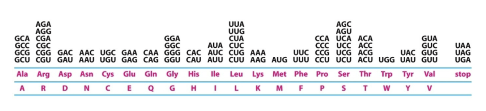 <p>For a given protein sequence, there may be more than one RNA sequence (more than one codon codes for an amino acid)</p>