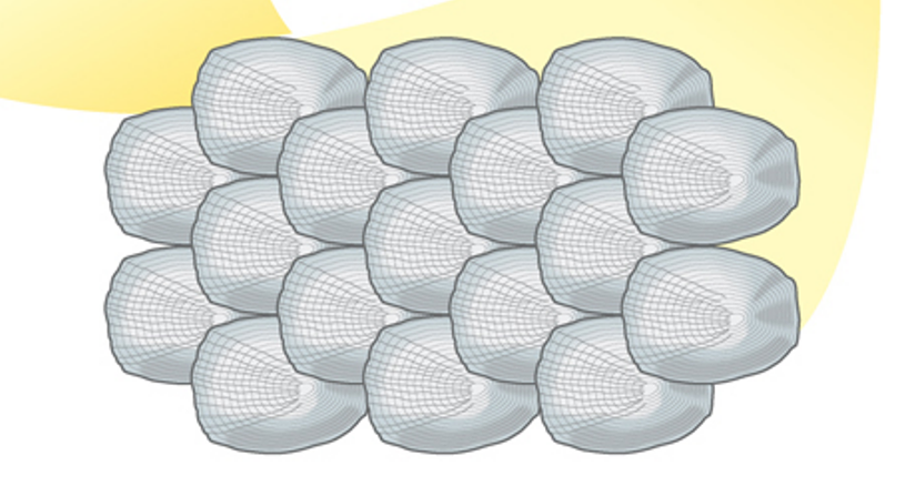 <p>What are these structures and in what Phylum can they be found?</p>