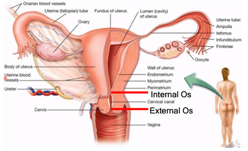 <p>endometrium, myometrium, perimetrium</p>