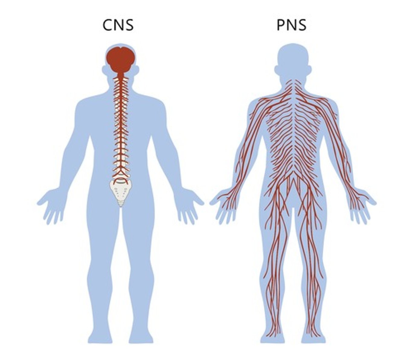 <p>Central Nervous System (CNS) and Peripheral Nervous System (PNS).</p>
