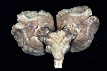 <p>What condition has this calf got?</p>