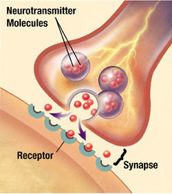 chemical messengers that cross the synaptic gaps between neurons and activate other neurons