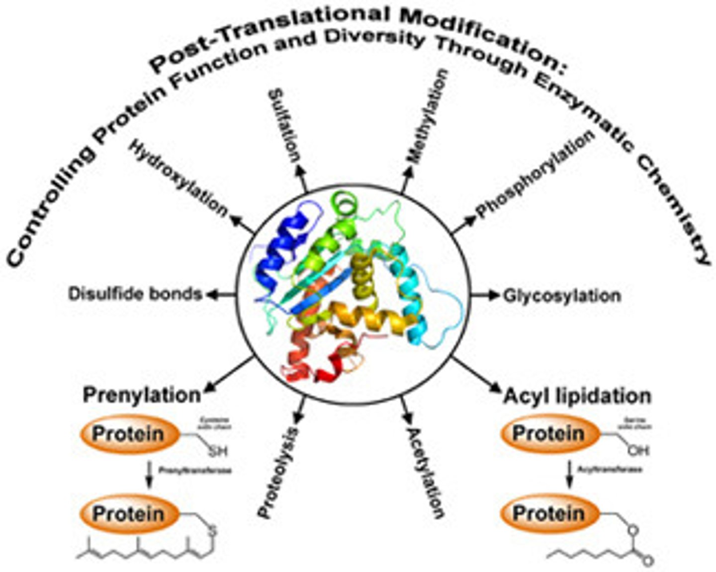 <p>after translation, proteins are modified before functioning; commonly folded via chaperones; commonly cleaved to the active protein; commonly form 4˚ structure; groups can also be added</p>