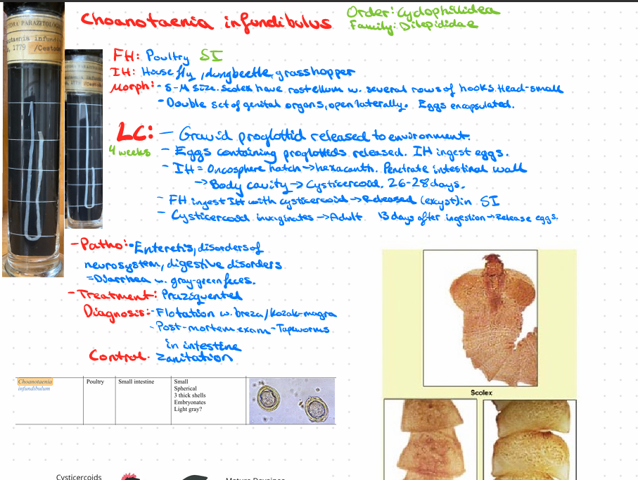 <p>Choanotaenia infundibulus - Poultry, SI</p>
