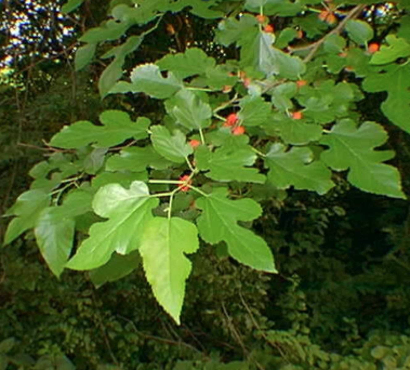 <p>Morus alba</p>