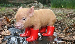 <p>rain boots</p>