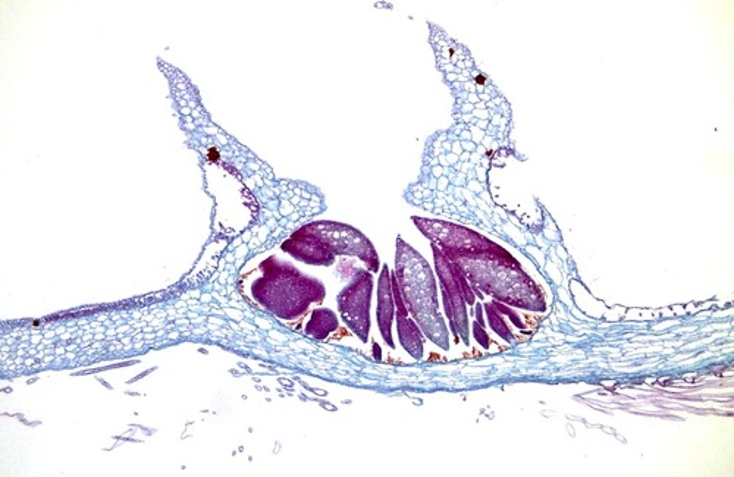 <p>small, asexually produced clones that divide to create gametophyte</p>