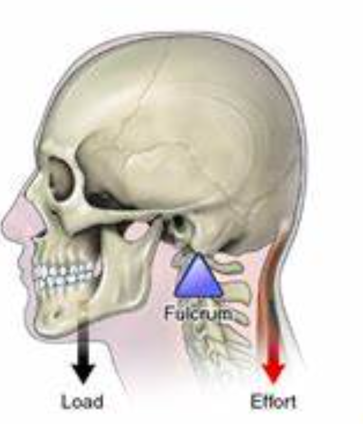 <p>Resistance——Fulcrum——Effort</p>