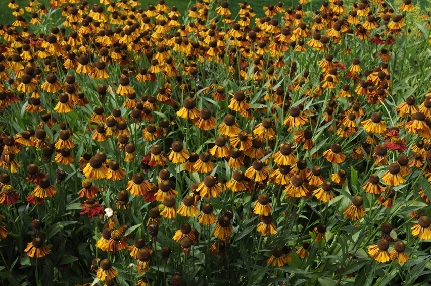 <p>Syyshohdekukka</p>