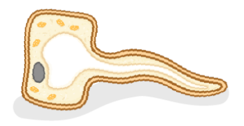 <p><strong>ROOT HAIR CELL</strong></p>