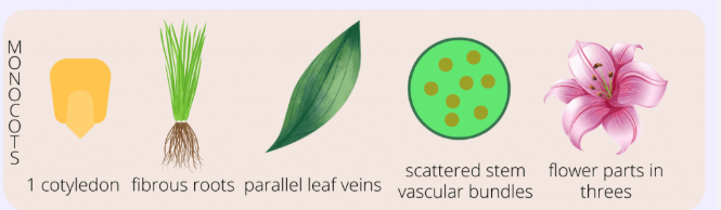 <ul><li><p>petals in multiples of 3 </p></li><li><p>parallel veins</p></li><li><p>fibrous roots</p></li></ul><p></p>