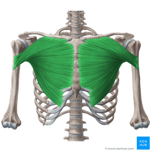 <p>What does this structure correspond with?</p>