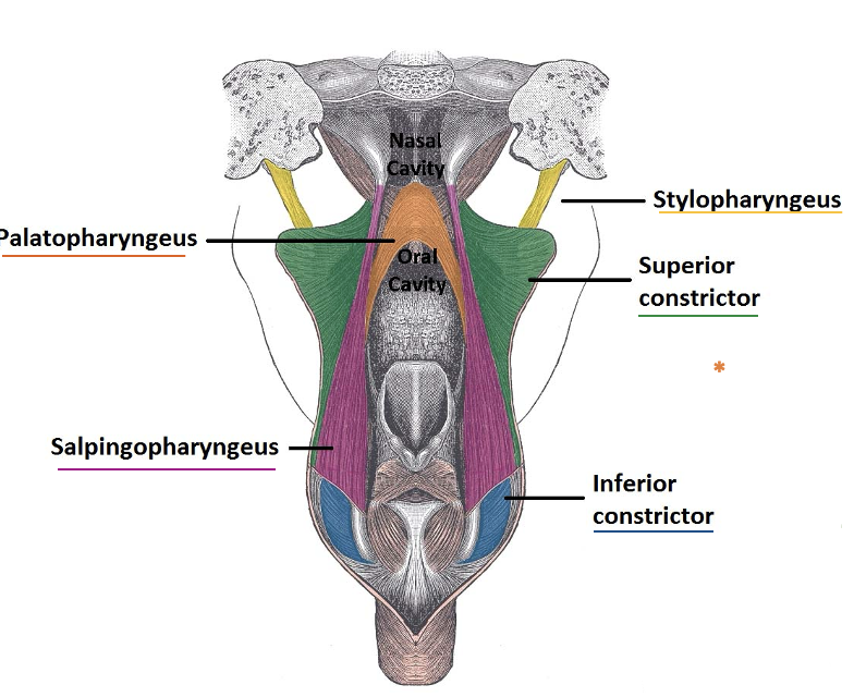 <p><span>What are the muscles that make up the pharynx? What is their function? What is the innervation of these muscles?</span></p>
