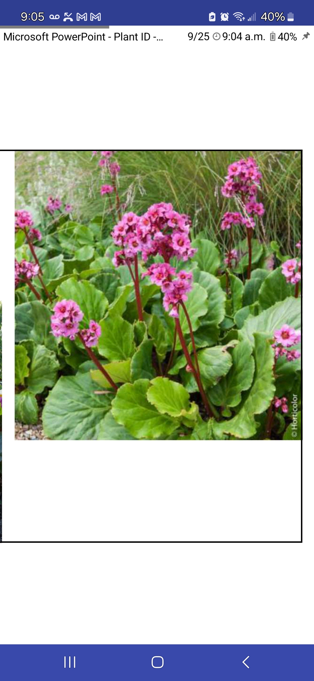 <p>Bergenia cordifolia, Saxifragaceae</p>