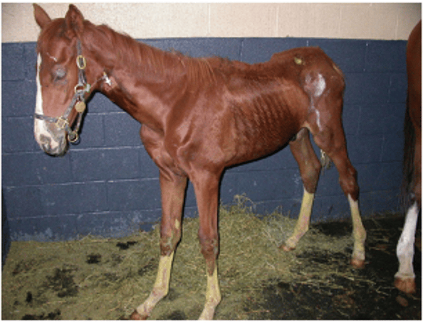 <p>this horse is likely suffering from what disease</p>