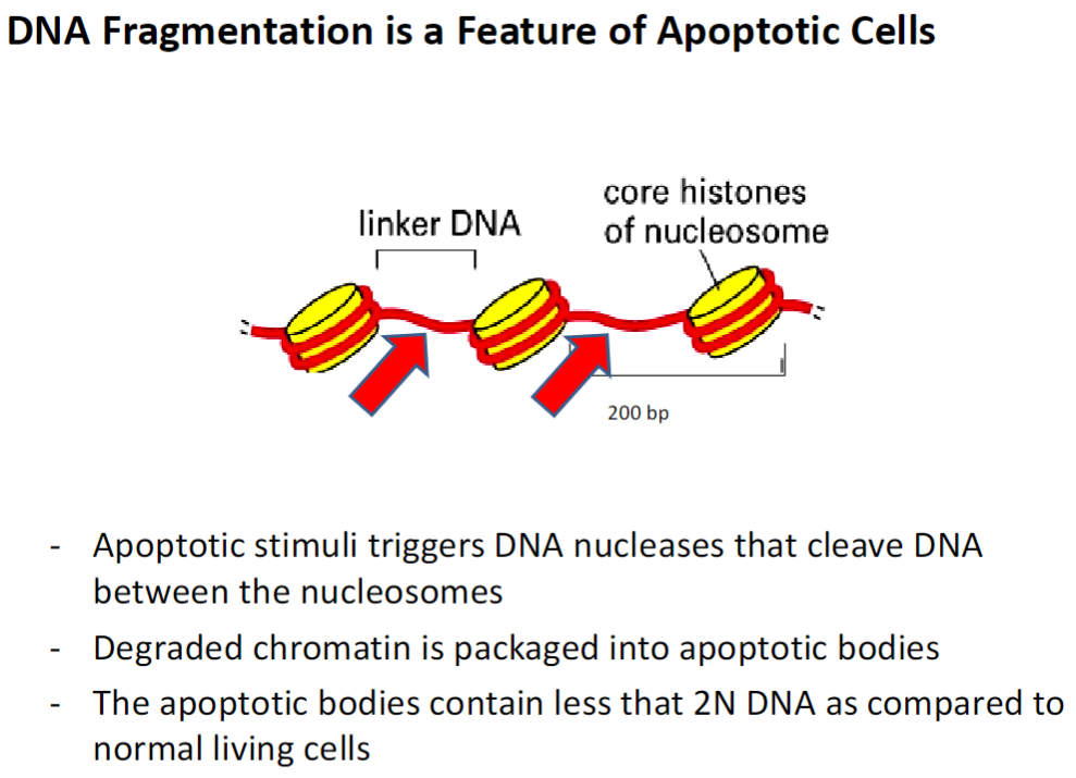 <p><strong>Apoptotic Stimuli</strong><br> Triggers activation of DNA nucleases that cleave DNA between nucleosomes</p><p><strong>Chromatin Degradation</strong><br> Broken-down chromatin is packaged into apoptotic bodies</p><p><strong>DNA Content</strong><br> Apoptotic bodies contain less than 2N DNA compared to normal living cells</p>