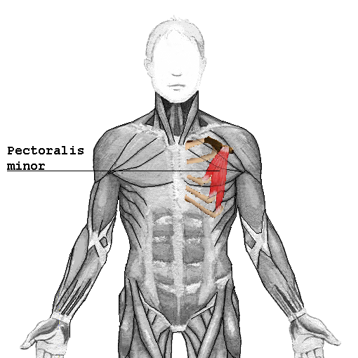 <p><span><strong>Pectoralis minor</strong></span></p>