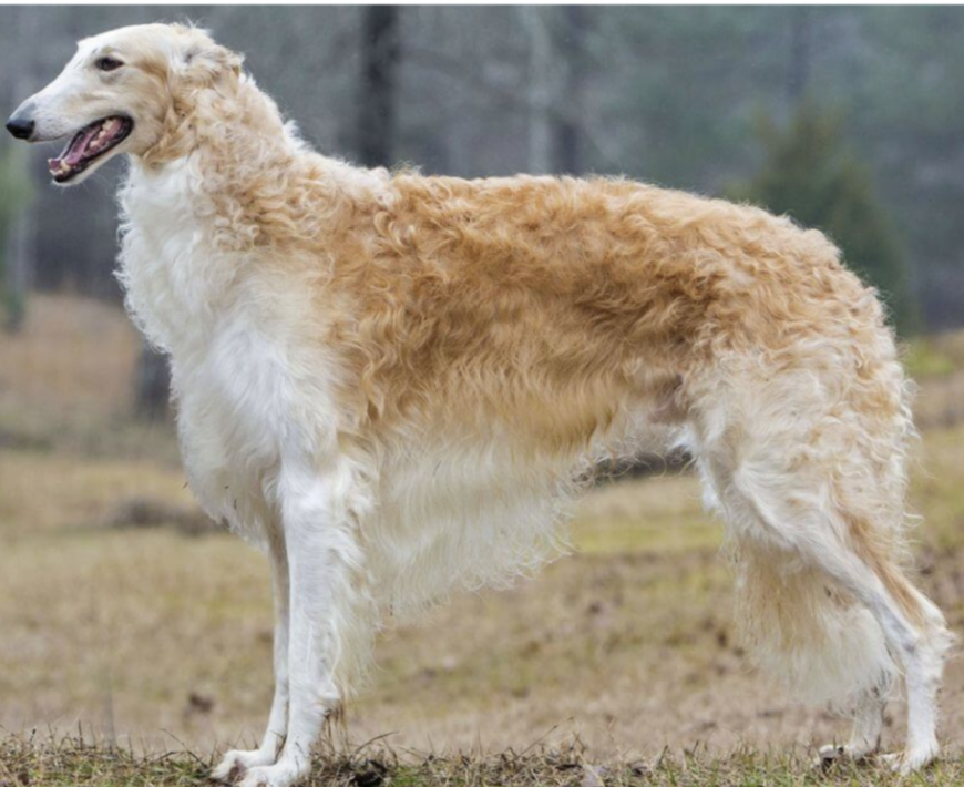 <ul><li><p>Sight Hound category </p></li><li><p>dolichocephalic → long, skinny nose allows for better vision</p></li></ul><p></p>