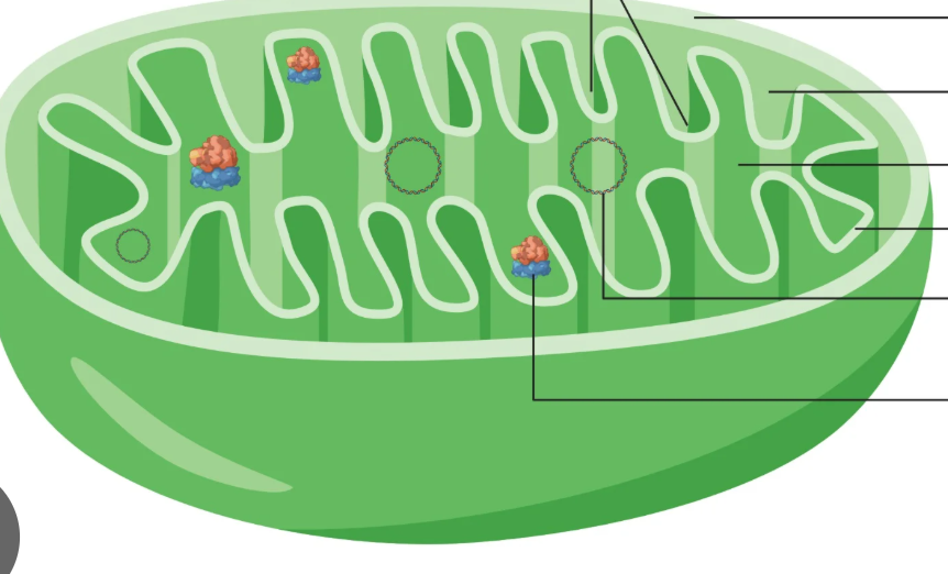 <p>where most of the cells energy is produced</p>