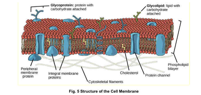 <ol><li><p>channel proteins</p></li><li><p>carrier proteins</p></li><li><p>enzymes</p></li><li><p>receptors</p></li><li><p>glycoproteins</p></li><li><p>glycolipids </p></li><li><p>cholesterol </p></li></ol>