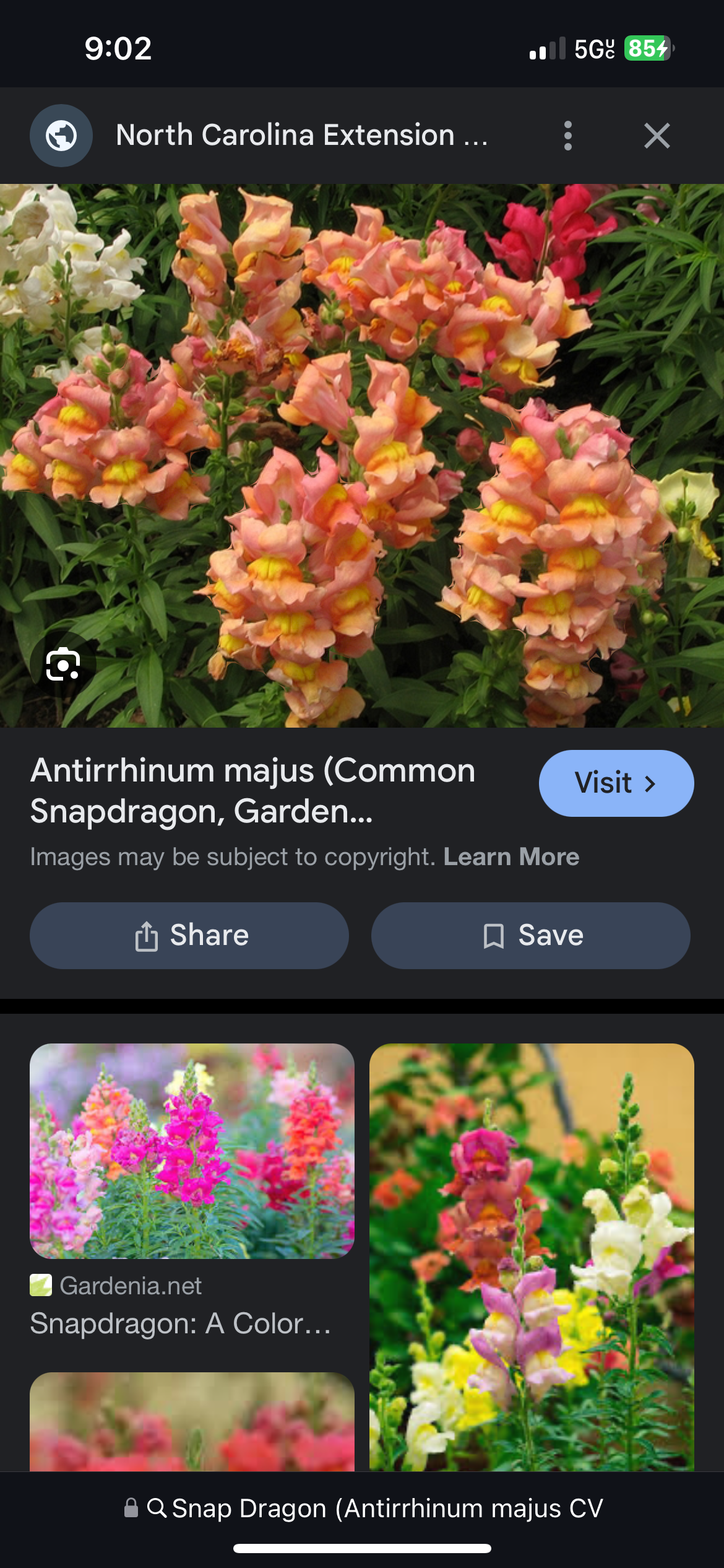 <p>Snap Dragon (Antirrhinum majus CV</p>