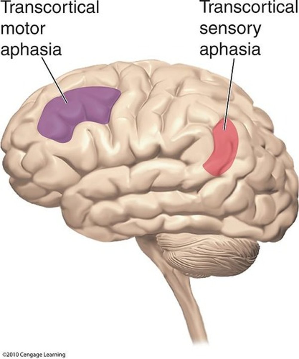 <p>Speech is not fluent, but words can be repeated; affects higher cognitive aspects of speech production</p>