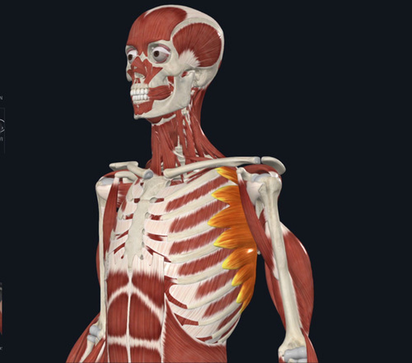 <ul><li><p><u>Origin:</u>&nbsp;Ribs</p></li><li><p><u>Insertion:</u>&nbsp;Scapula</p></li><li><p><u>Action:</u>&nbsp;Scapula protraction</p></li></ul><p></p>