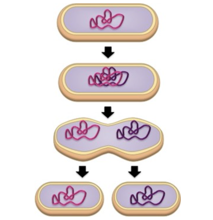<p>A form of asexual reproduction used by prokaryotic cells.</p><p>Process:</p><ol><li><p>The circular DNA is copied in response to a replication signal</p></li><li><p>The two DNA loops attach to the membrane</p></li><li><p>The membrane elongates and pinches off (cytokinesis) forming two cells</p></li></ol>