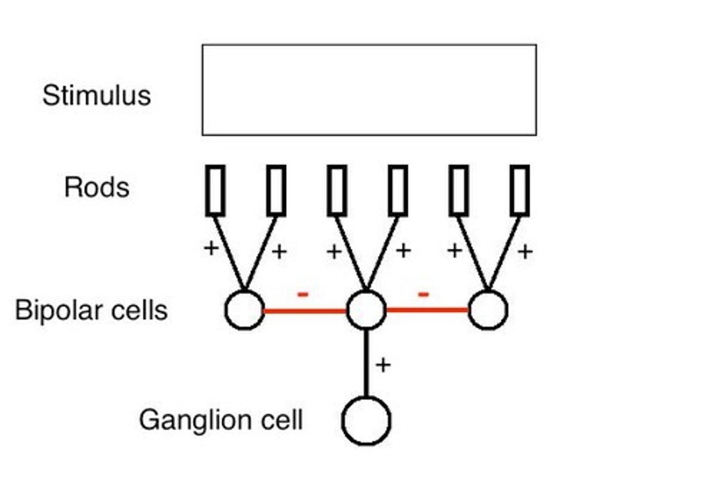 <p>Lateral inhibition is a process where the activation of one neuron reduces the activity of neighboring neurons, enhancing contrast in visual perception.</p>