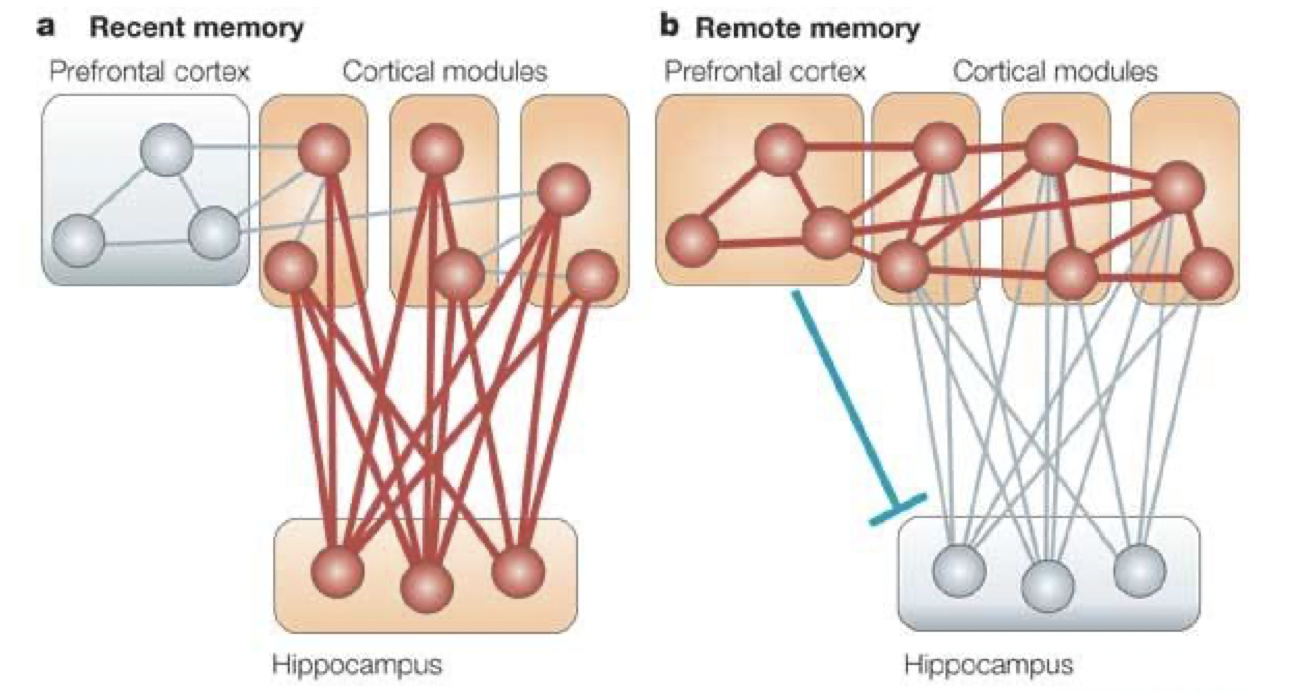 <p>Once memory retrieval has become independent of hippocampus,</p><p class="p1"><span>o </span>Prefrontal cortex (PFC) may take over its integrative role</p><p class="p1"><span>o </span>PFC may also prevent the encoding of redundant information (e.g. information already stored) by inhibiting activity of the hippocampus.</p>