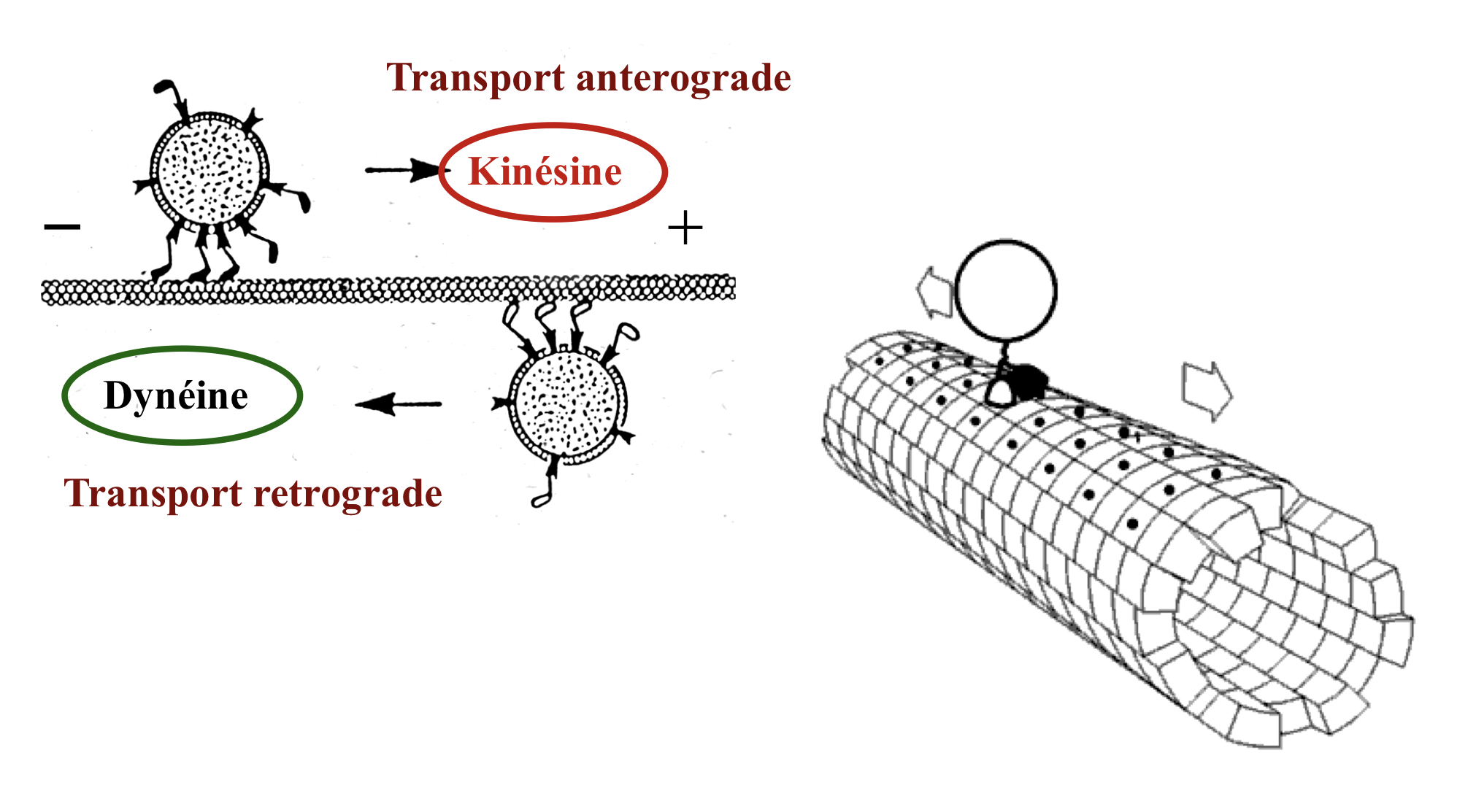 <p>sur des “rails” de microtubules</p><p>propulsés par des protéines “motrice”: dyénine, kinésine</p>
