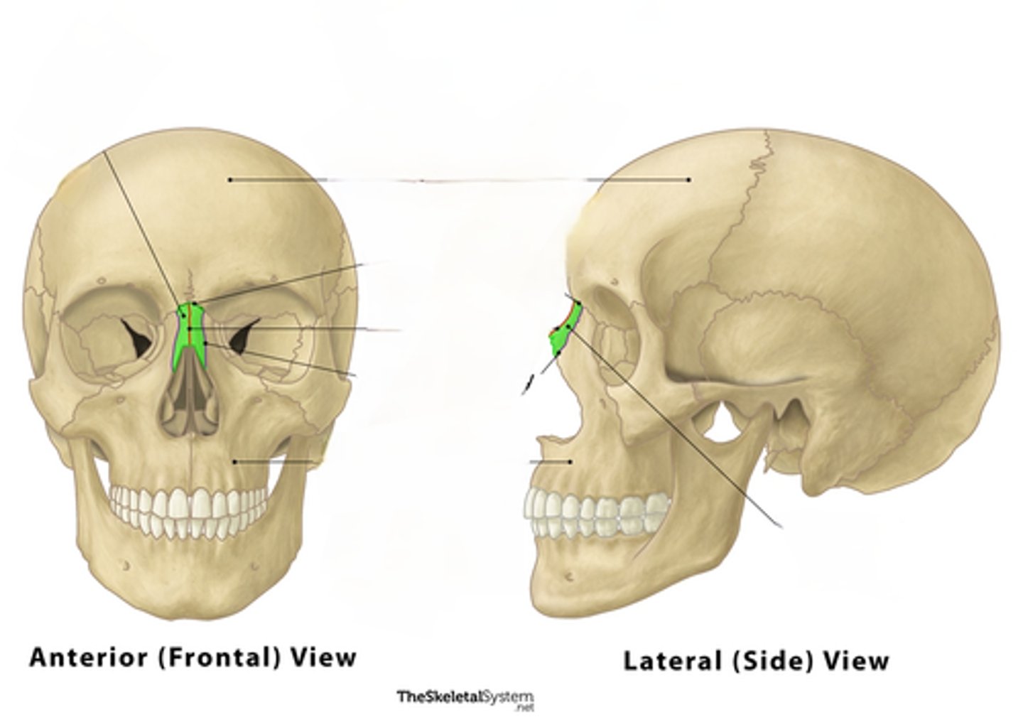 <p>bones that form the bridge of the nose</p>