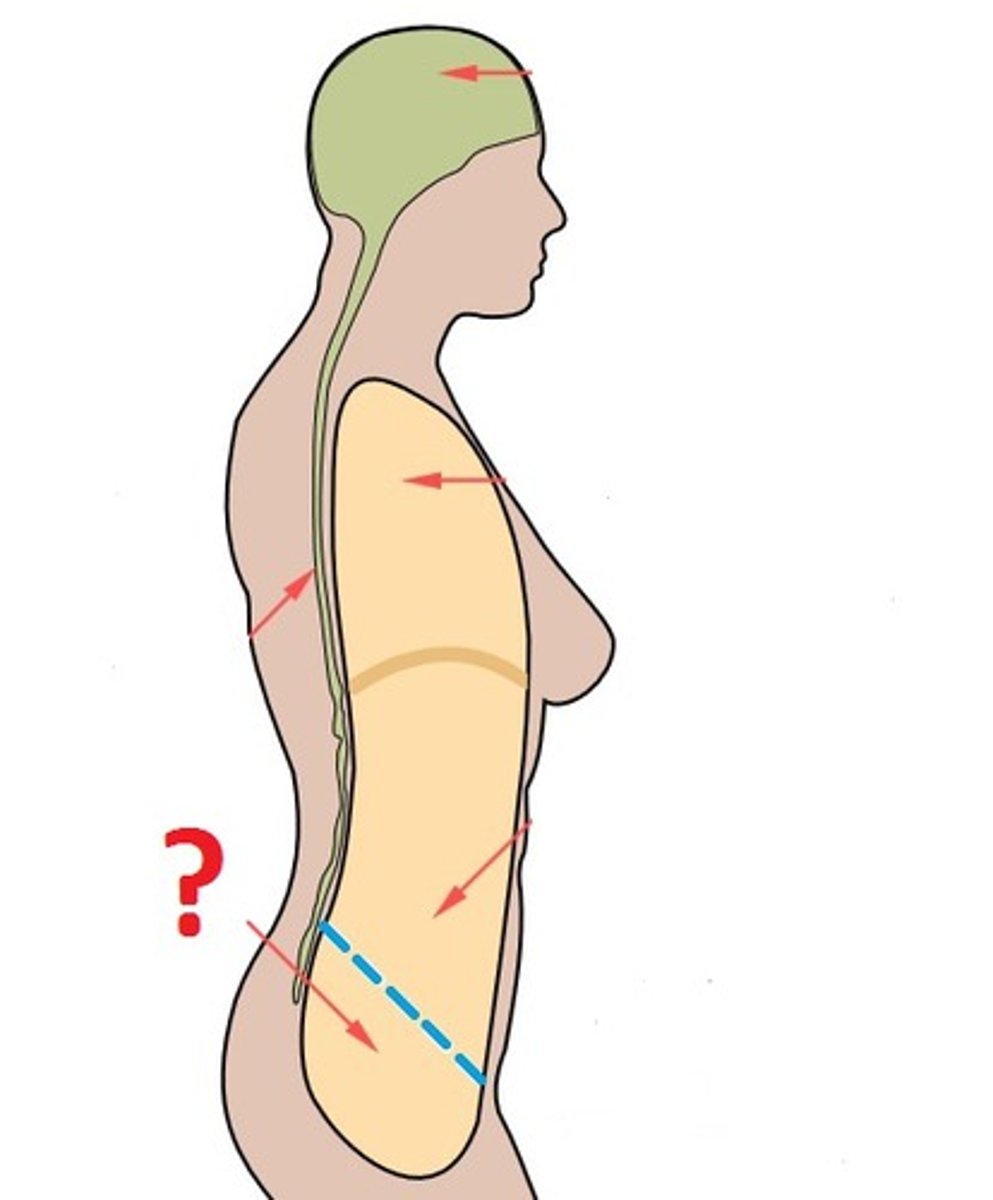 <p>What is the inferiormost part of the abdminopelvic cavity? </p>