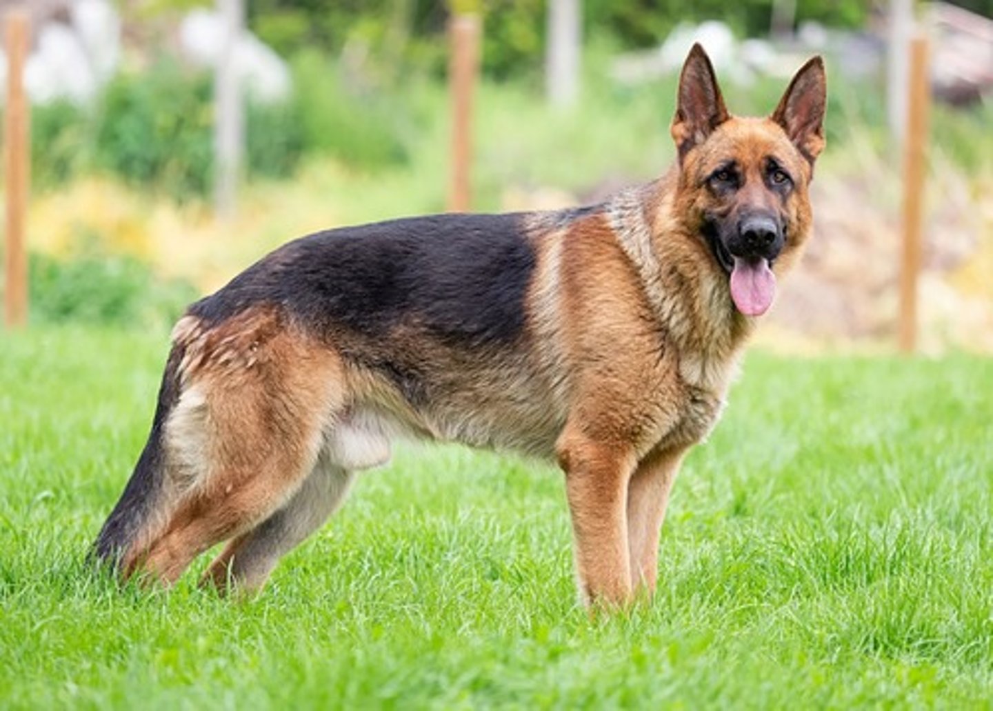 <p>What breed is this? What was it developed for? What are two visual characteristics?</p>