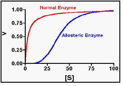 <p>allosterische enzymen zijn multimere eiwitten en daardoor ziet de curve voor het MM-model er anders uit (het is een sigmoïdale curve)</p>