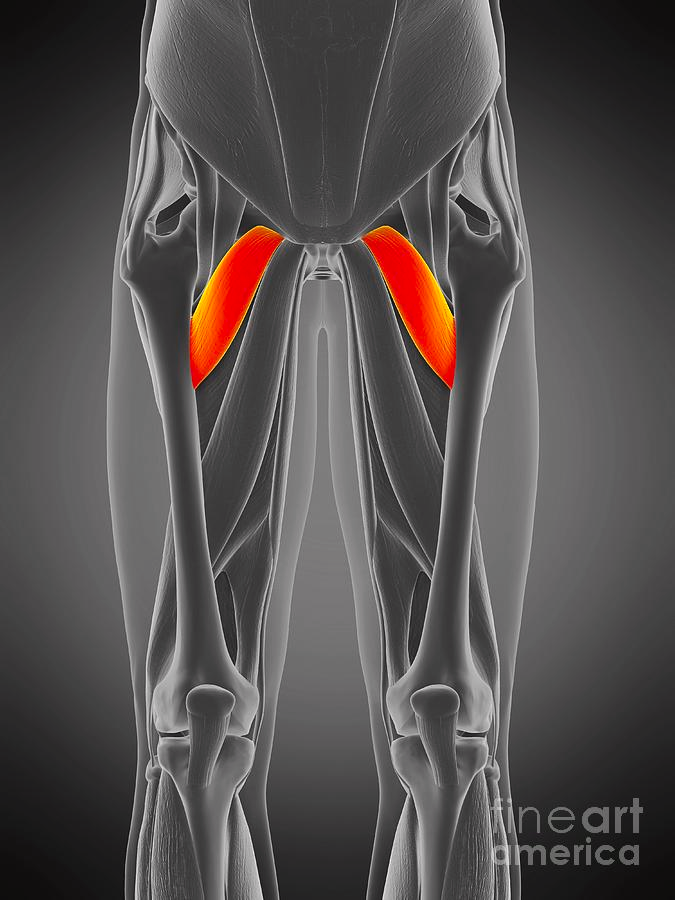 <p><span>Adducts and flexes thigh.</span></p>