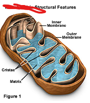 <p>What organelle is this and where is it found?</p>